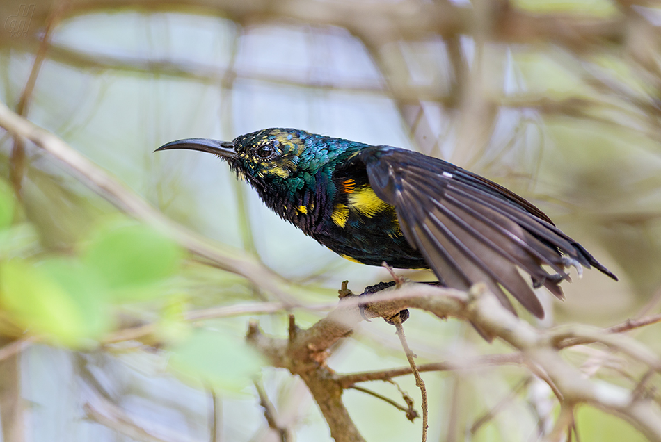 strdimil fialový - Cinnyris asiaticus