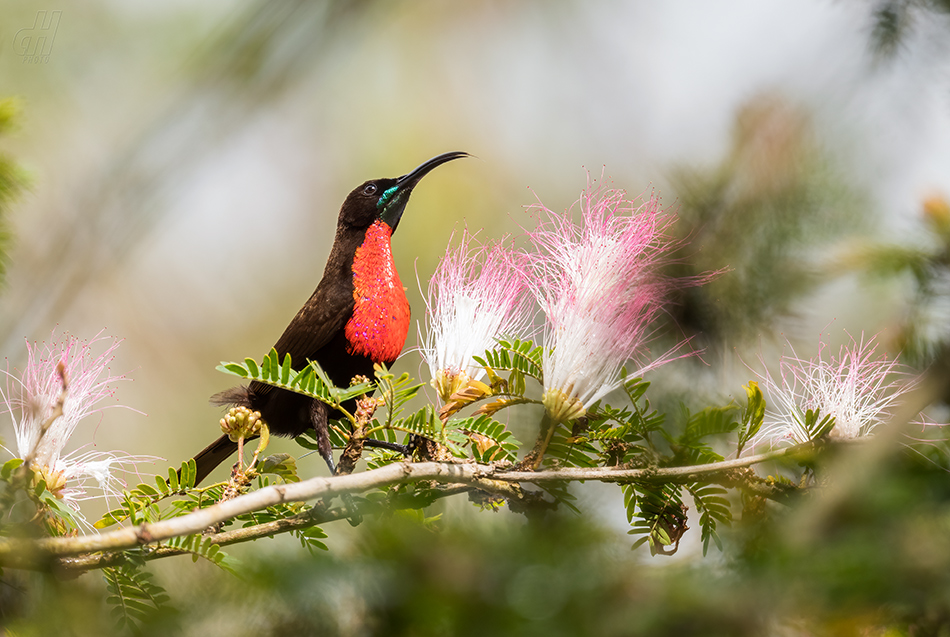 strdimil senegalský - Chalcomitra senegalensis