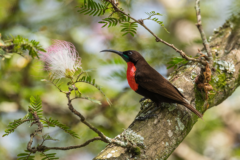 strdimil senegalský - Chalcomitra senegalensis