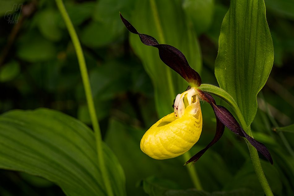 střevíčník pantoflíček - Cypripedium calceolus