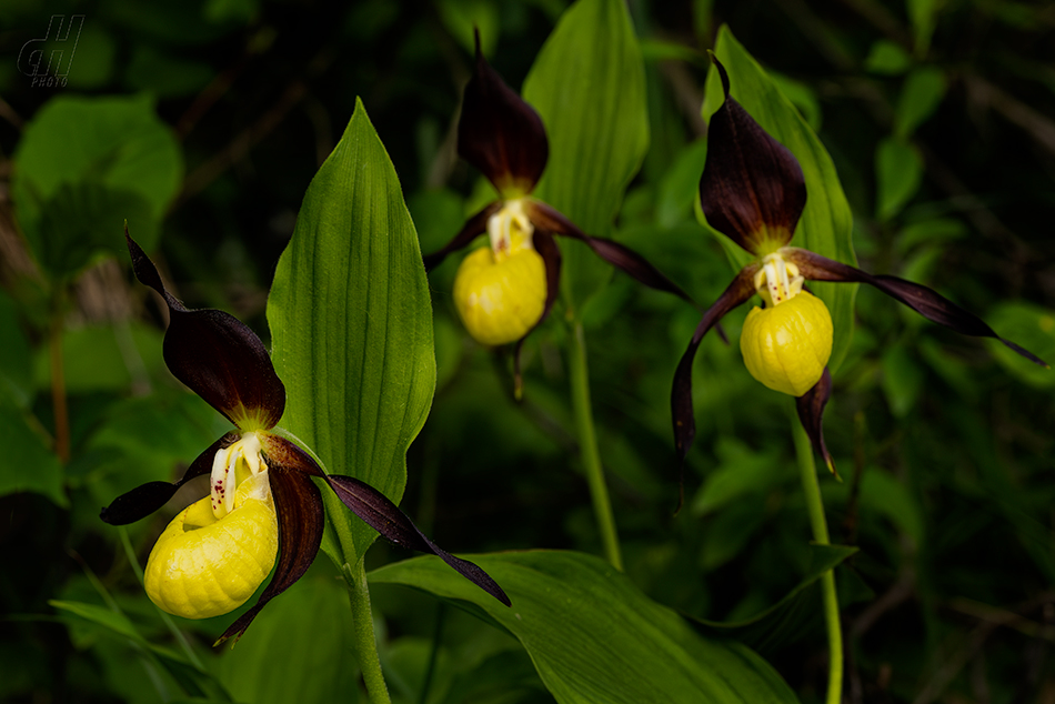 střevíčník pantoflíček - Cypripedium calceolus