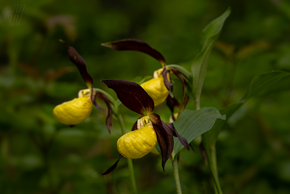 střevíčník pantoflíček - Cypripedium calceolus