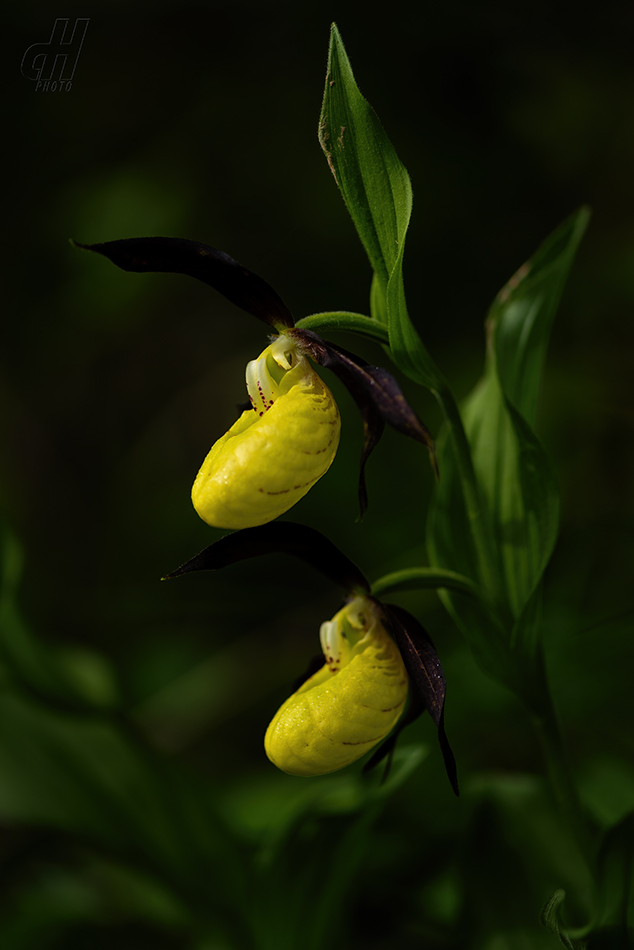 střevíčník pantoflíček - Cypripedium calceolus