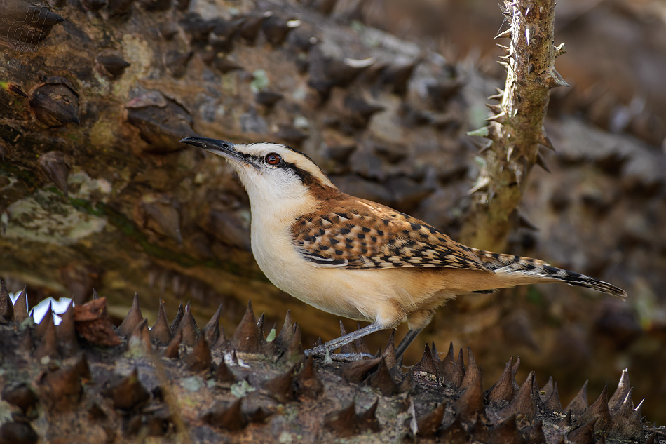 střízlík rezavošíjný - Campylorhynchus rufinucha