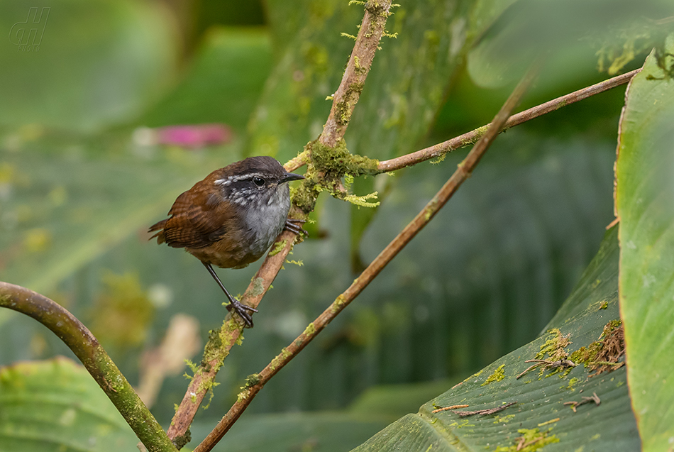 střízlík šedoprsý - Henicorhina leucophrys