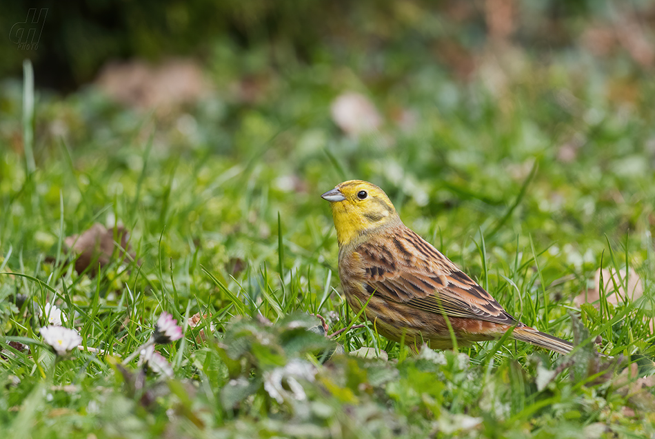 strnad obecný - Emberiza citrinella