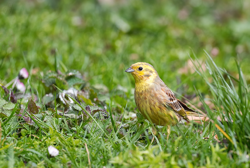 strnad obecný - Emberiza citrinella