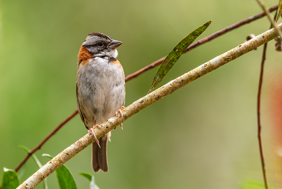 strnadec ranní - Zonotrichia capensis