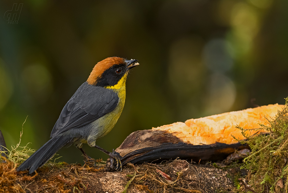 strnádek rezavotýlý - Atlapetes rufinucha