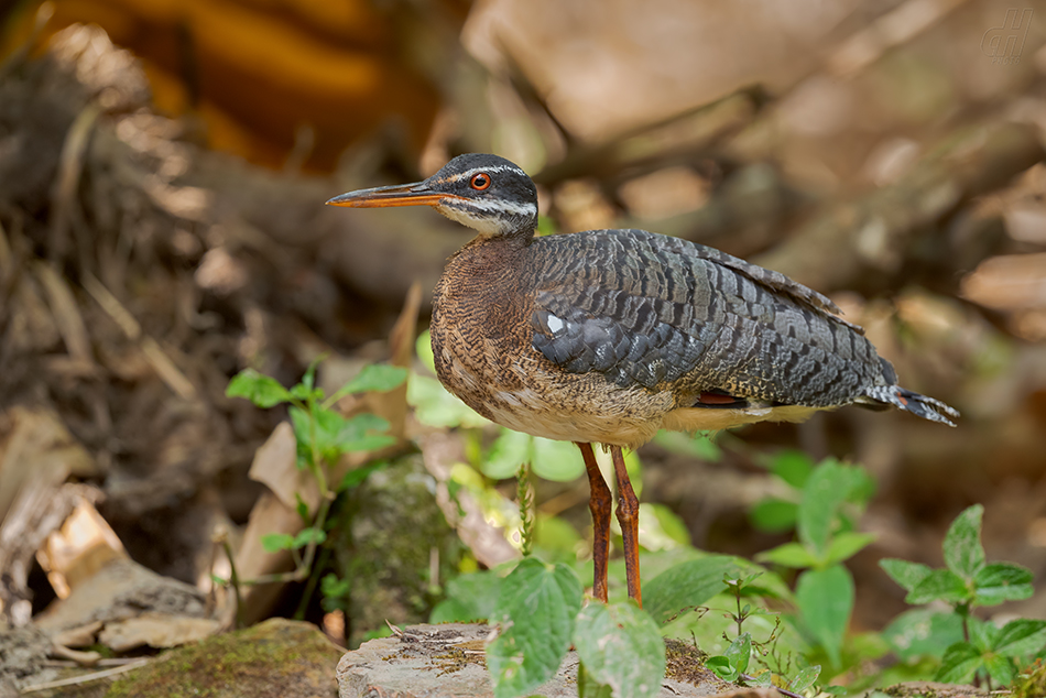 Sunbittern - Eurypyga helias