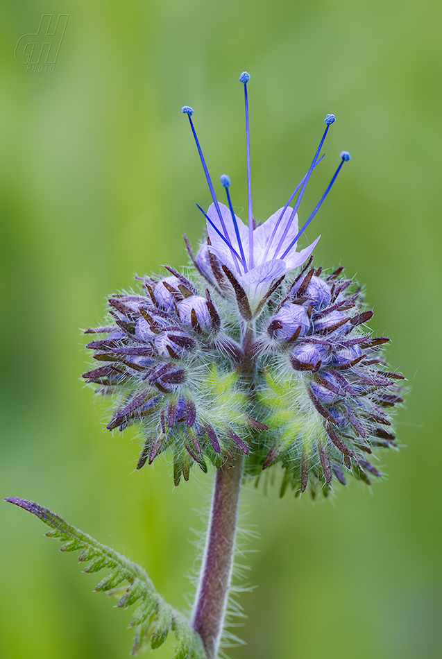 svazenka vratičolistá - Phacelia tanacetifolia