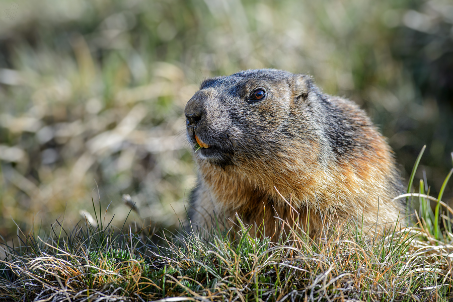 svišť horský - Marmota marmota