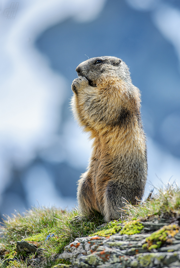 svišť horský - Marmota marmota