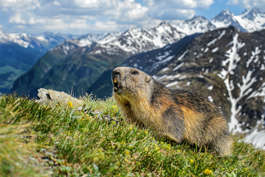 svišť horský - Marmota marmota