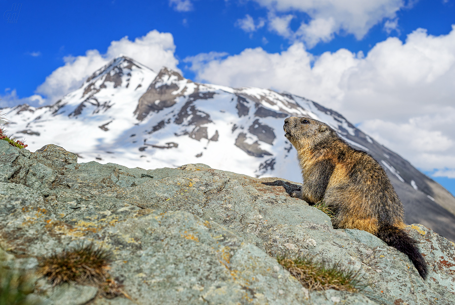 svišť horský - Marmota marmota