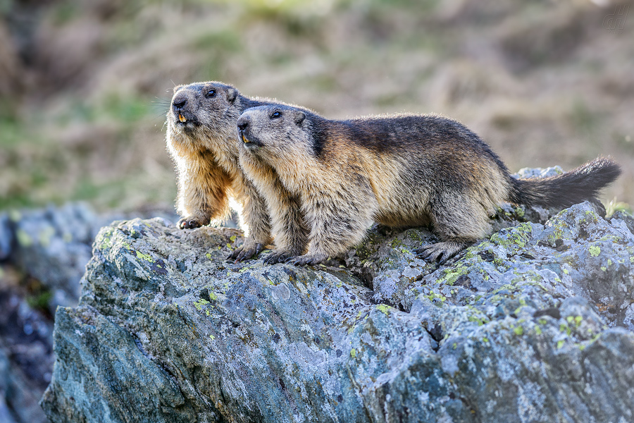 svišť horský - Marmota marmota