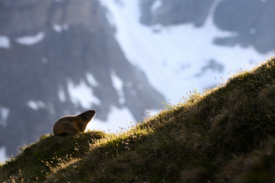 svišť horský - Marmota marmota