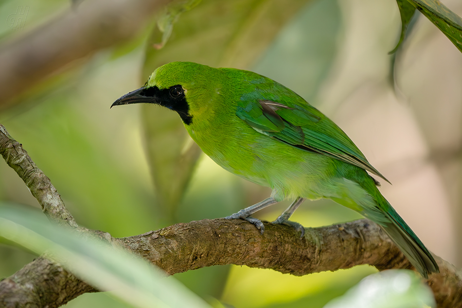 sýkavka větší - Chloropsis sonnerati