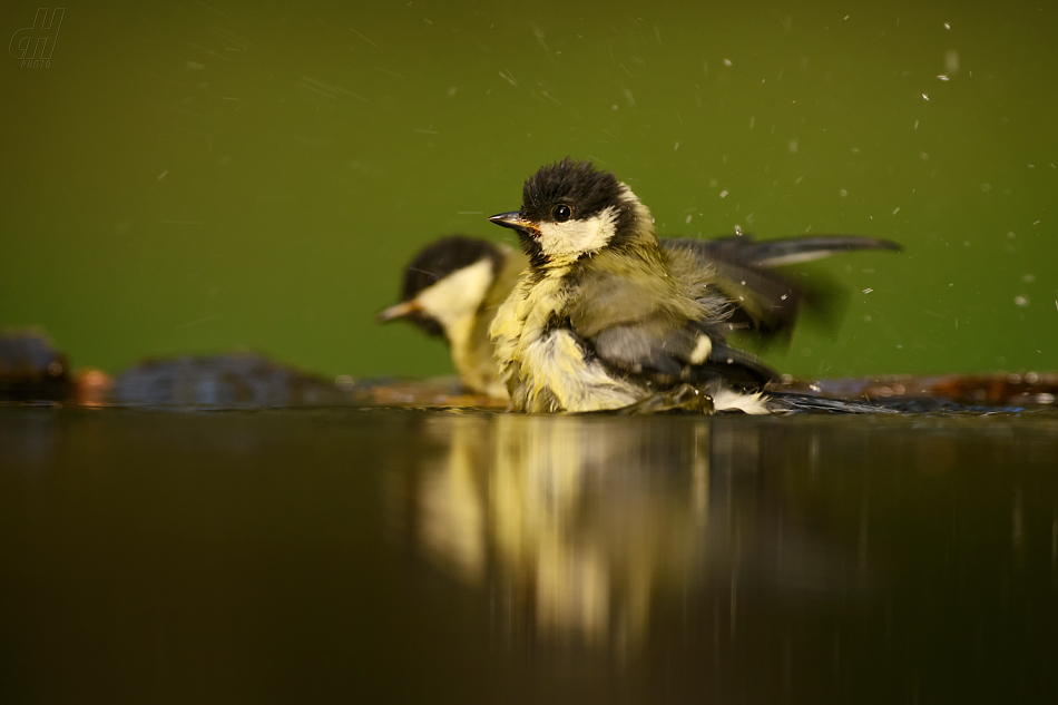 sýkora koňadra - Parus major