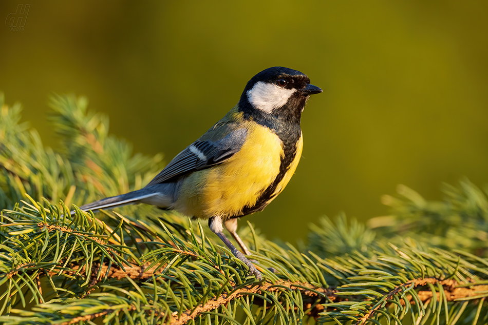 sýkora koňadra - Parus major