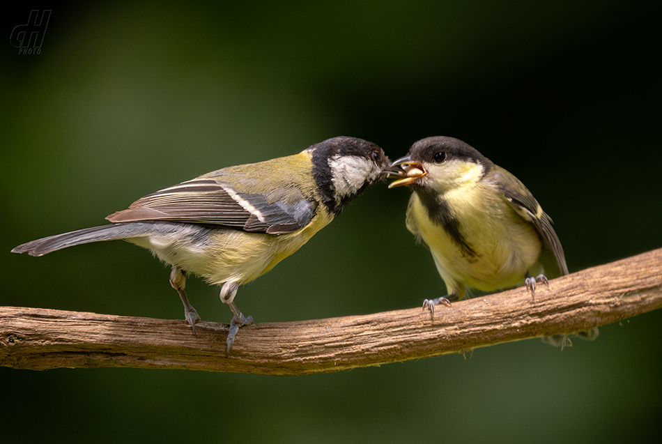 sýkora koňadra - Parus major