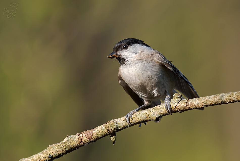 sýkora lužní - Parus montanus