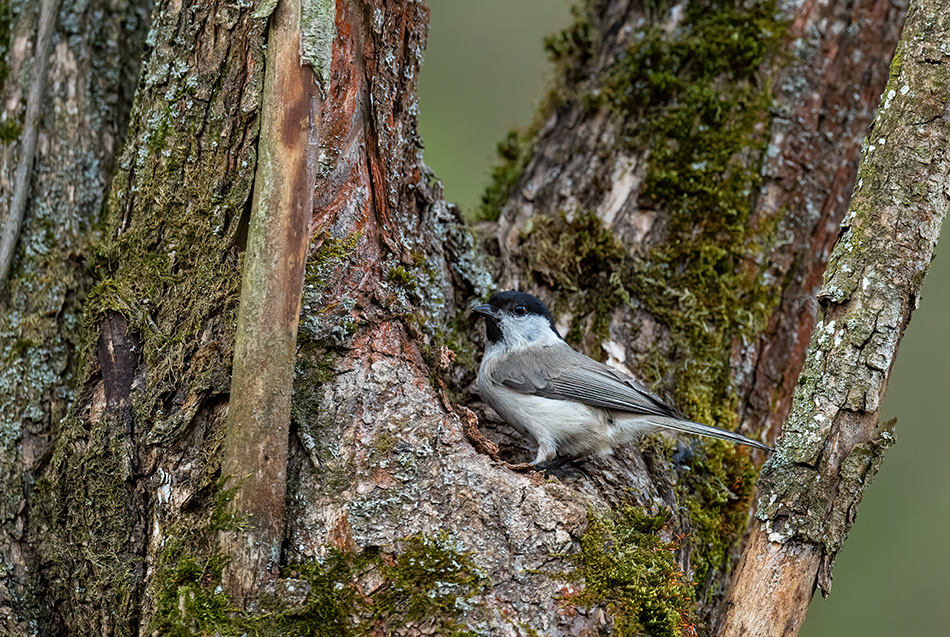 sýkora lužní - Parus montanus