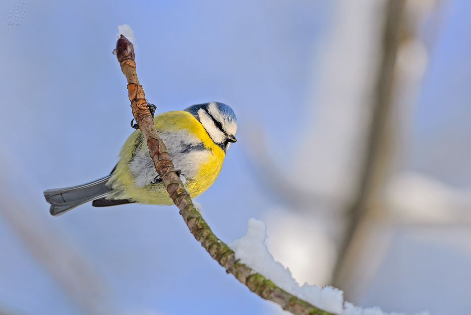 sýkora modřinka - Parus caeruleus