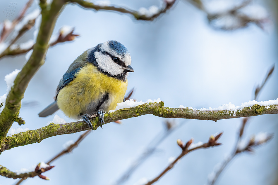 sýkora modřinka - Parus caeruleus