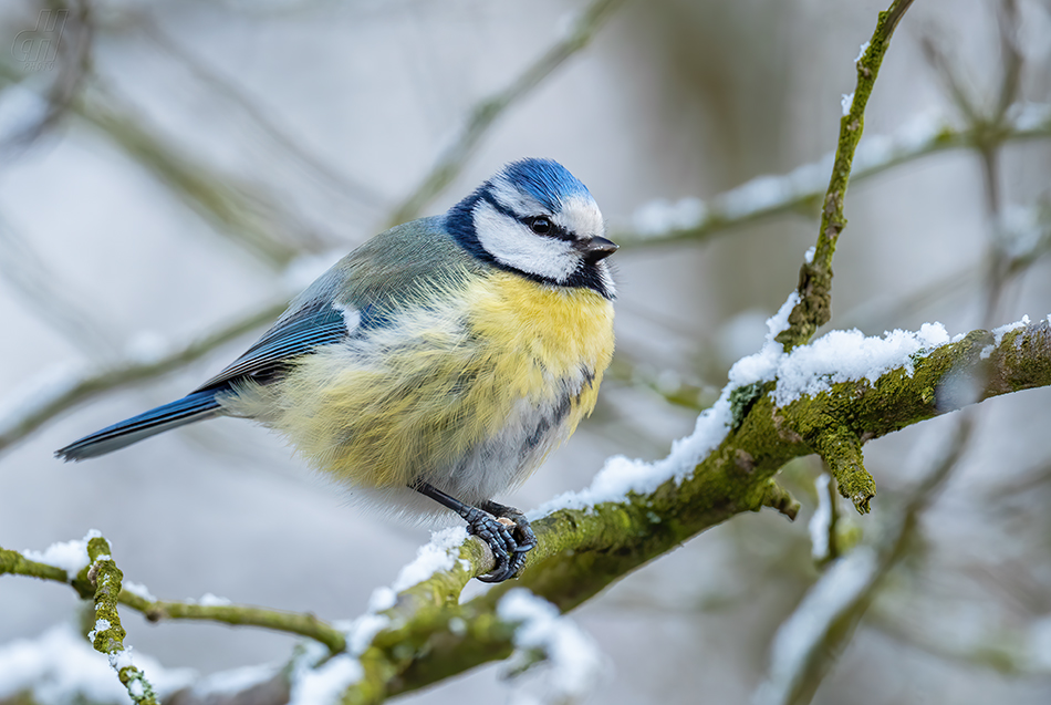 sýkora modřinka - Parus caeruleus