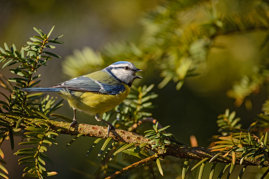 sýkora modřinka - Parus caeruleus