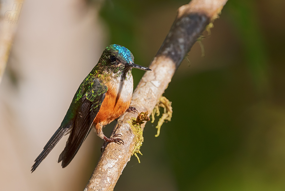 sylfa fialovoocasá - Aglaiocercus coelestis