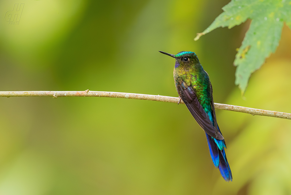 sylfa fialovoocasá - Aglaiocercus coelestis