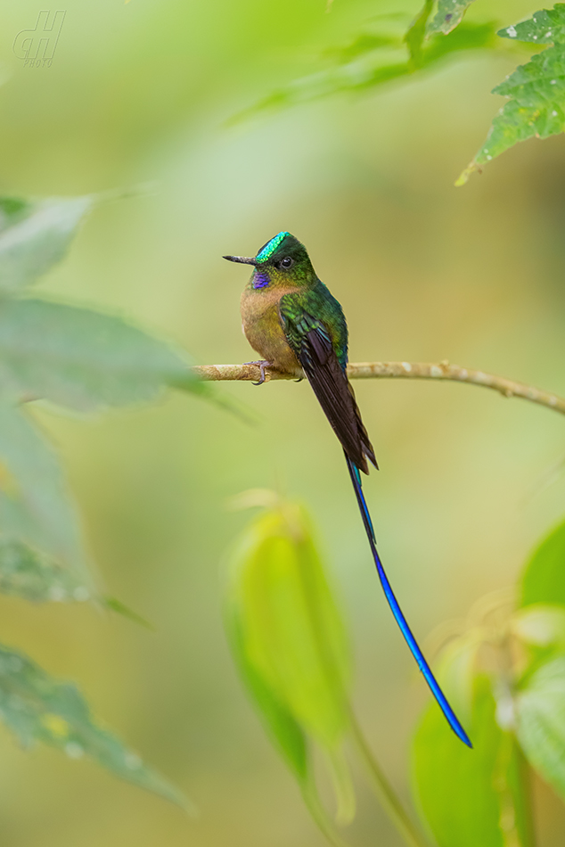 sylfa fialovoocasá - Aglaiocercus coelestis