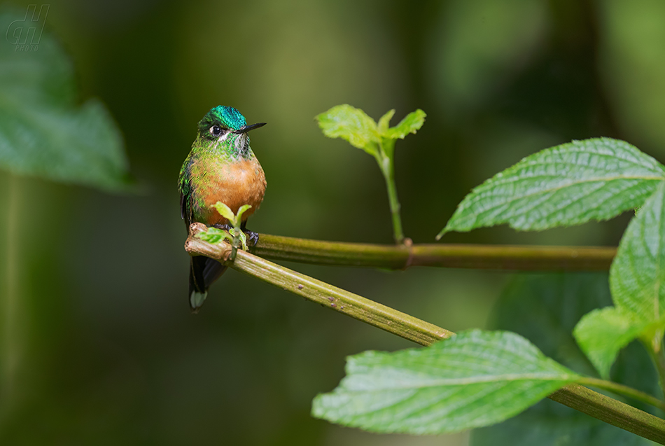 sylfa Kingova - Aglaiocercus kingi