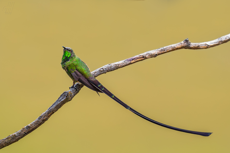 sylfa královnina - Lesbia victoriae