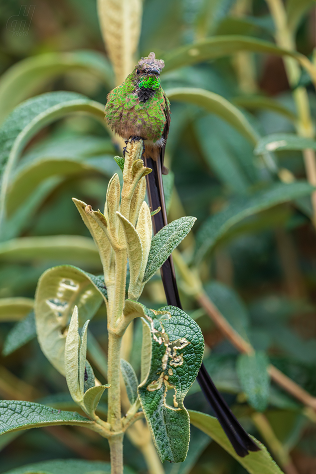 sylfa královnina - Lesbia victoriae