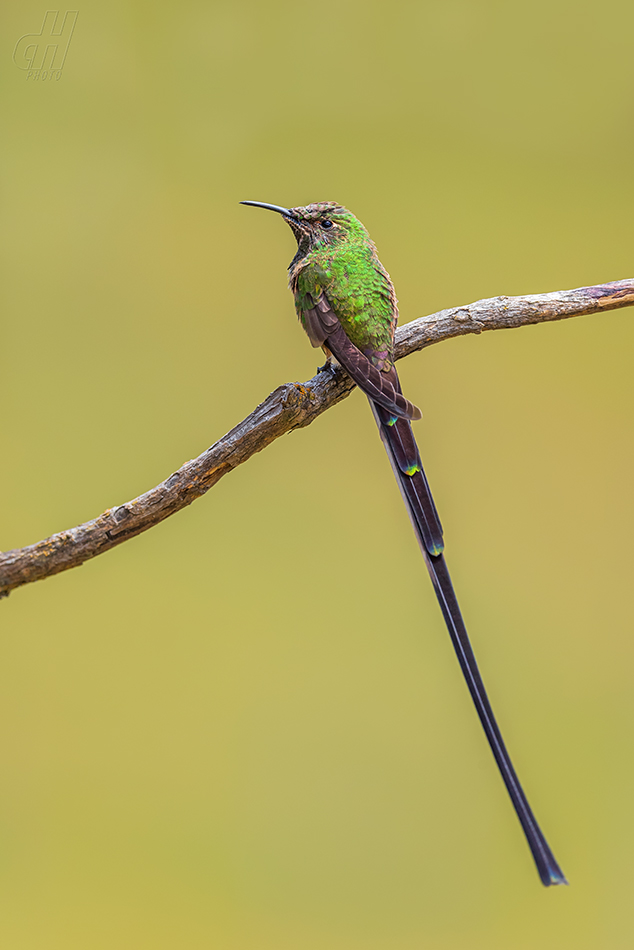 sylfa královnina - Lesbia victoriae