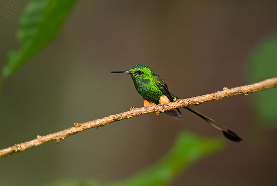 sylfa vlajková - Ocreatus underwoodii