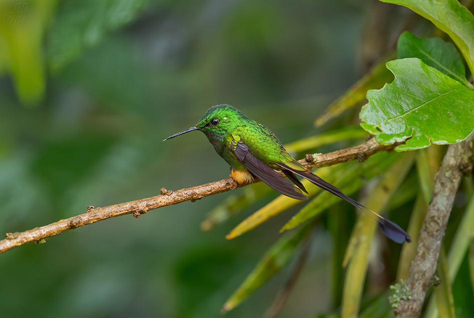 sylfa vlajková - Ocreatus underwoodii