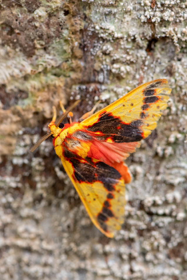 Symphlebia fulminans