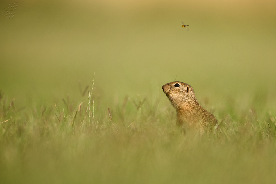 sysel obecný - Spermophilus citellus