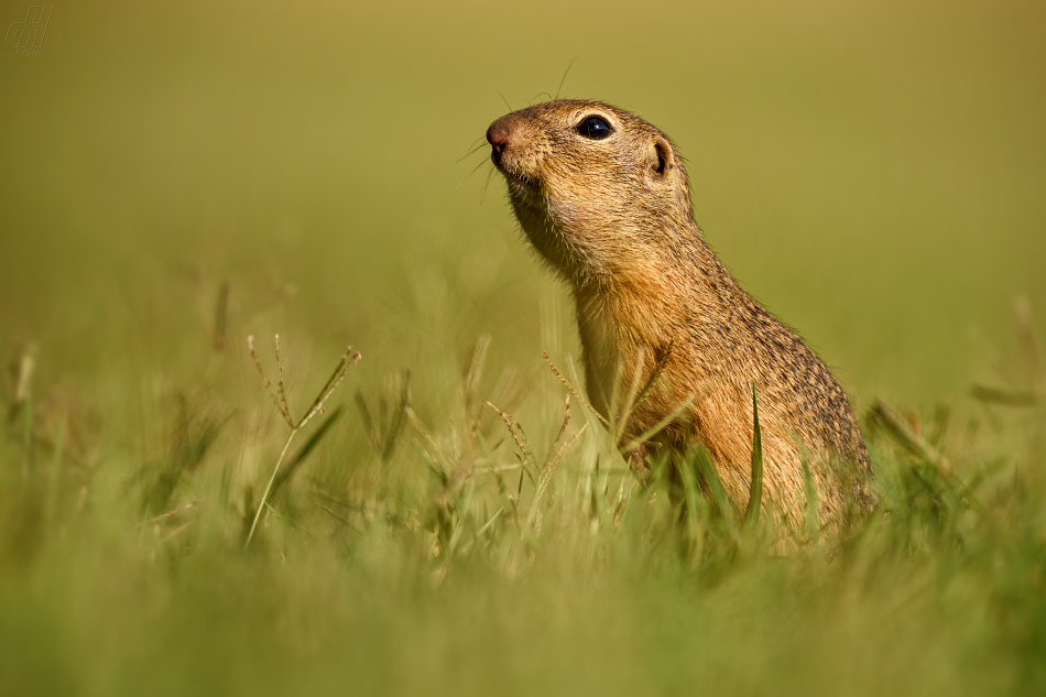 sysel obecný - Spermophilus citellus