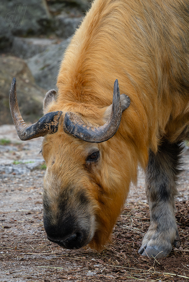 takin tibetský - Budorcas tibetanus