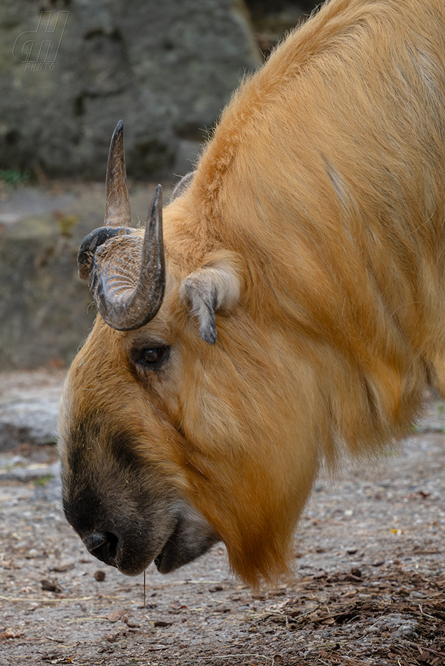 takin tibetský - Budorcas tibetanus