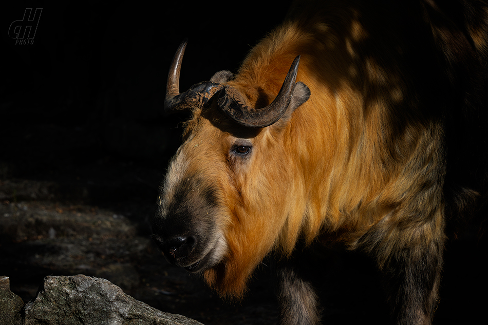 takin tibetský - Budorcas tibetanus