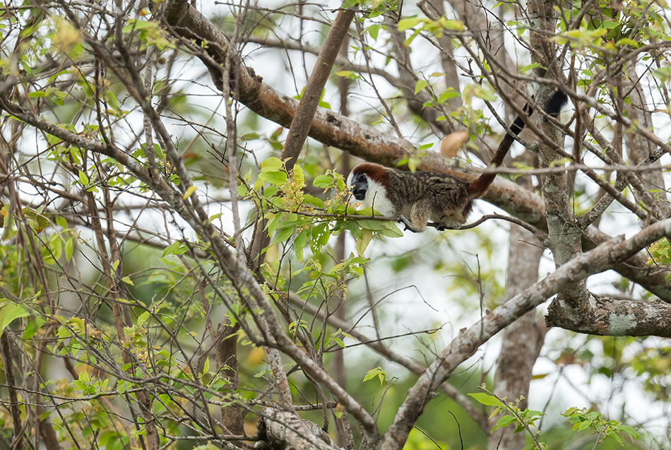 tamarín Geoffroyův - Saguinus geoffroyi