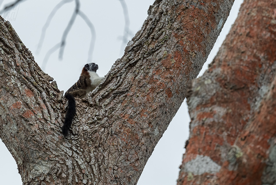 tamarín Geoffroyův - Saguinus geoffroyi