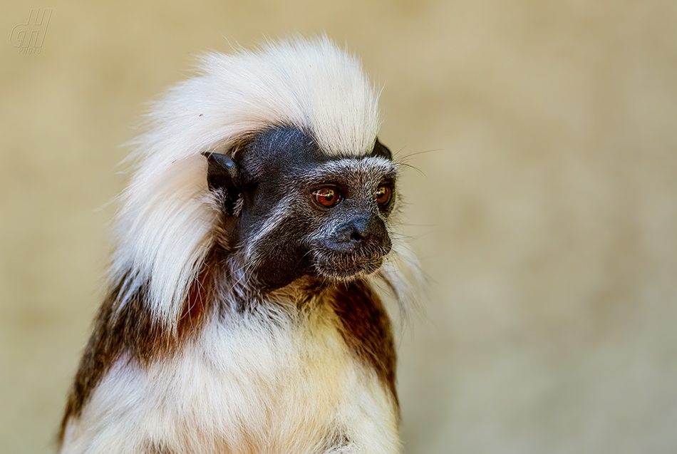 tamarín pinčí - Saguinus oedipus