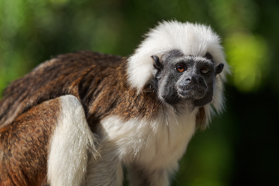 tamarín pinčí - Saguinus oedipus